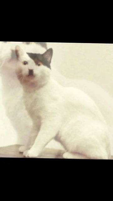 变成猫后我被死对头宠上天短剧大结局资讯 变成猫后被死对头捡回家了 --第1张