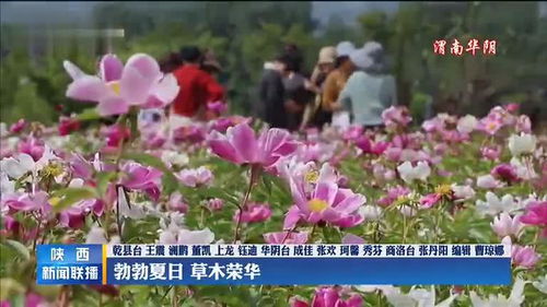 草木影视在线免费观看，草木影视的魅力与观影体验--第1张