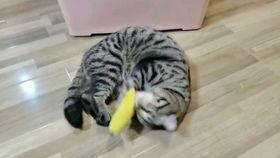 香蕉猫咪福利免费观看 香蕉 猫 --第1张