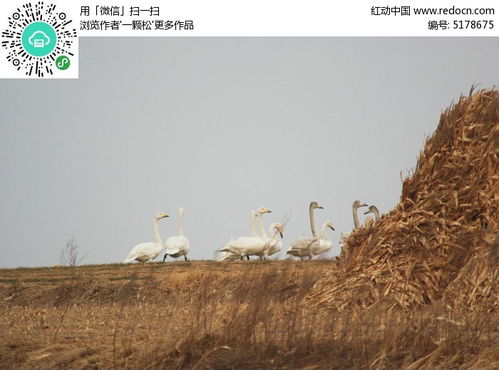 柴火垛里的疯狂55集蜂窝网，一个关于家庭、友情和成长的感人故事--第1张